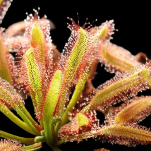 Drosera broadleaf capensis