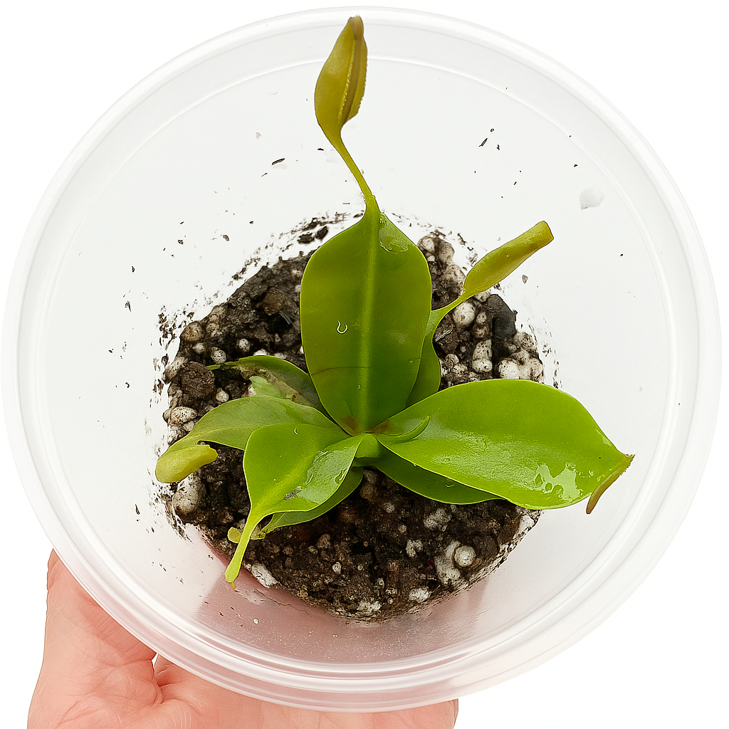 Nepenthes 'Gentle'