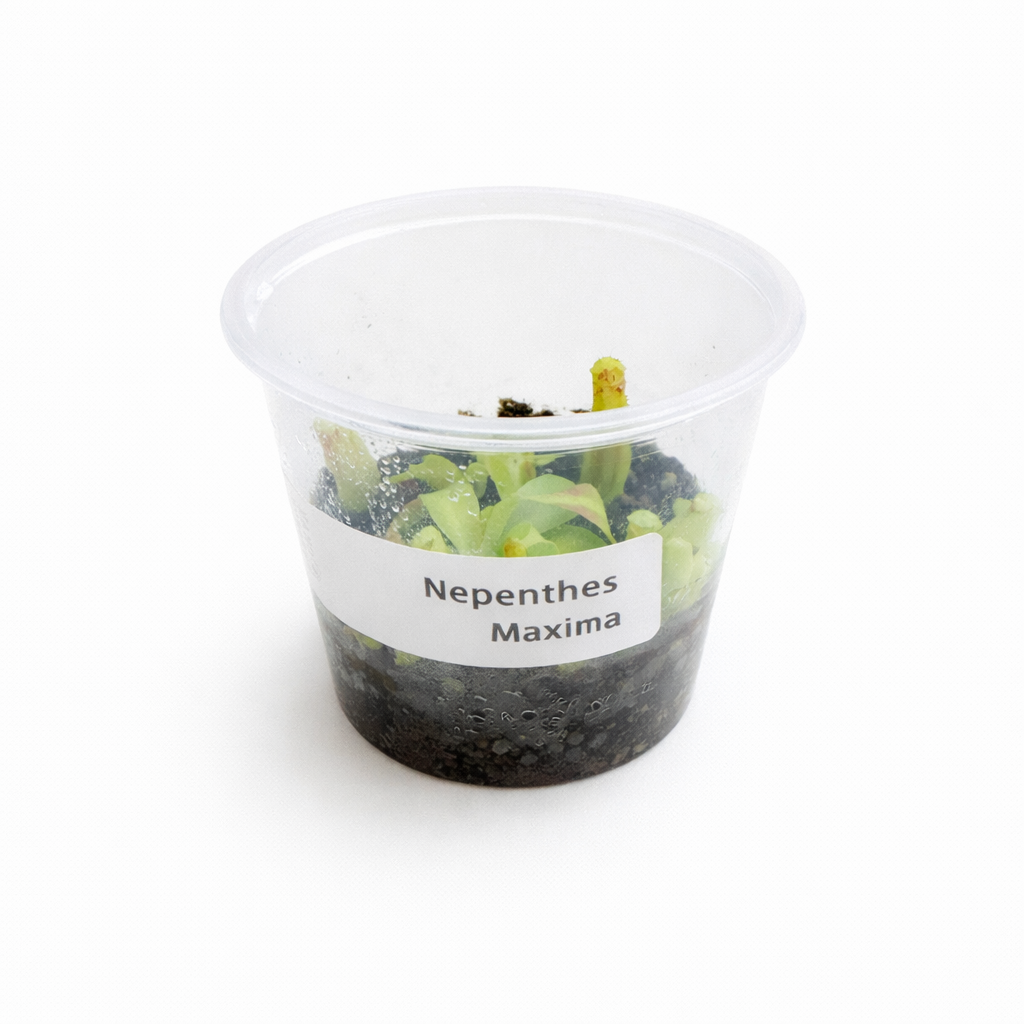 Nepenthes maxima