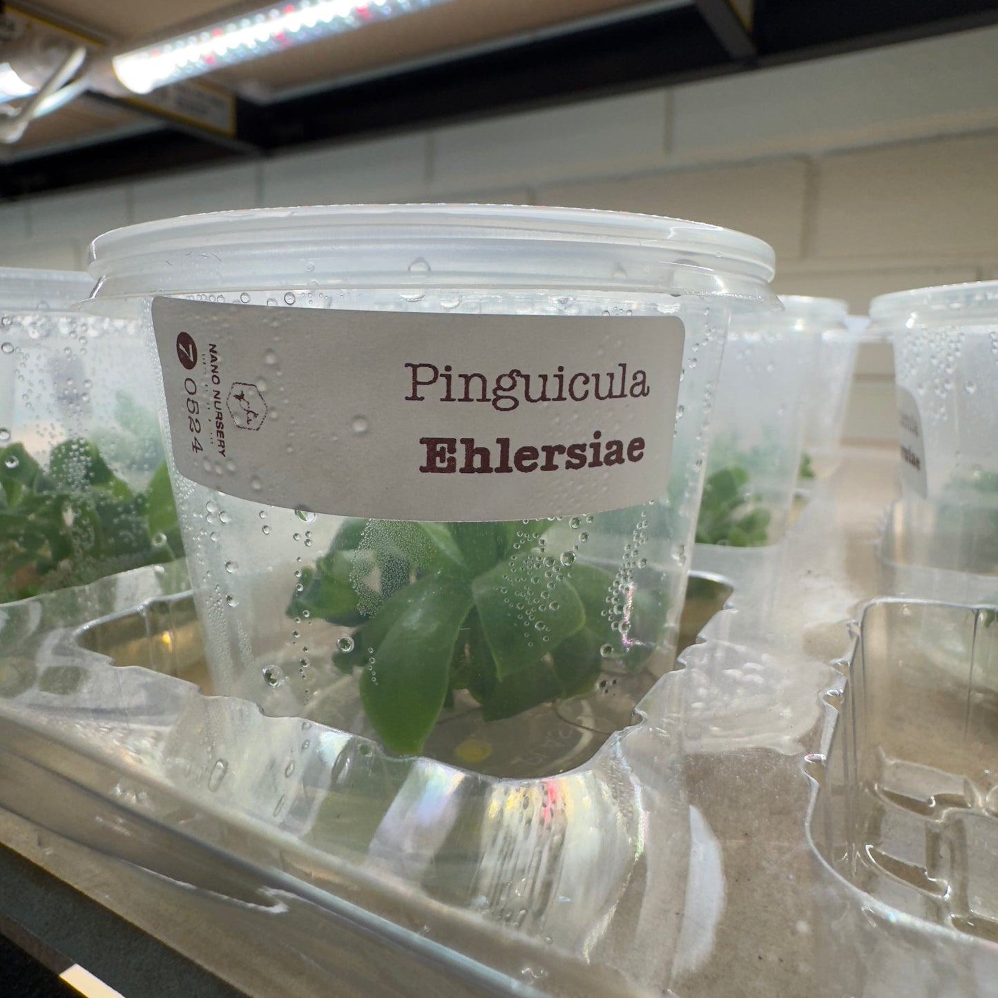 Pinguicula ehlersiae