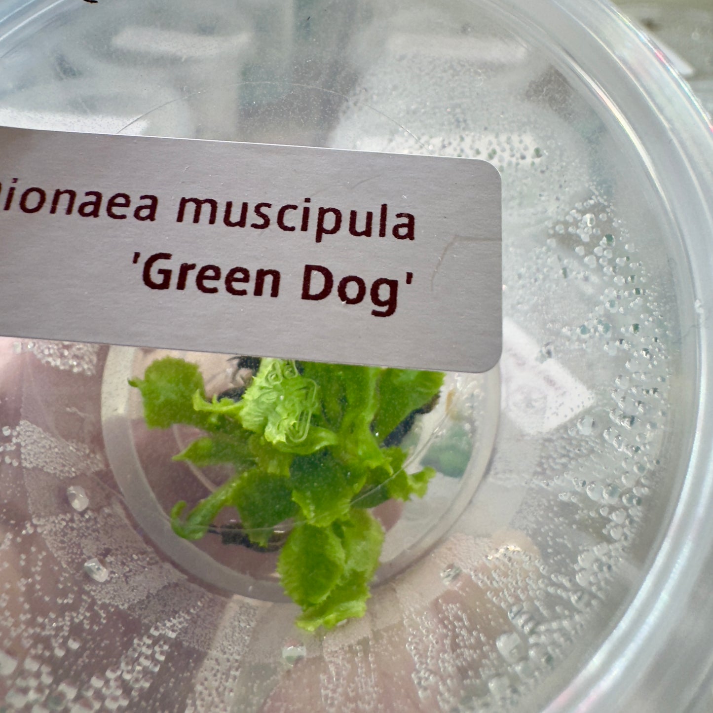 Dionaea muscipula 'Green Dog'
