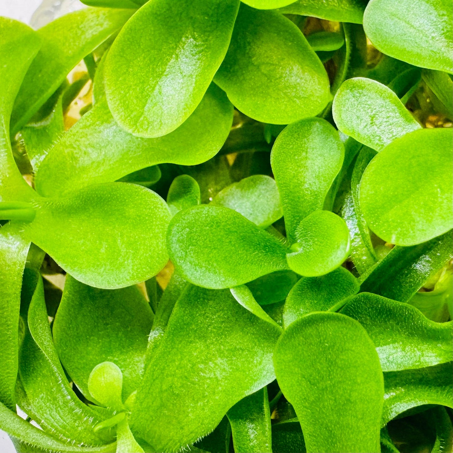 Pinguicula moranensis 'El Tepozán'