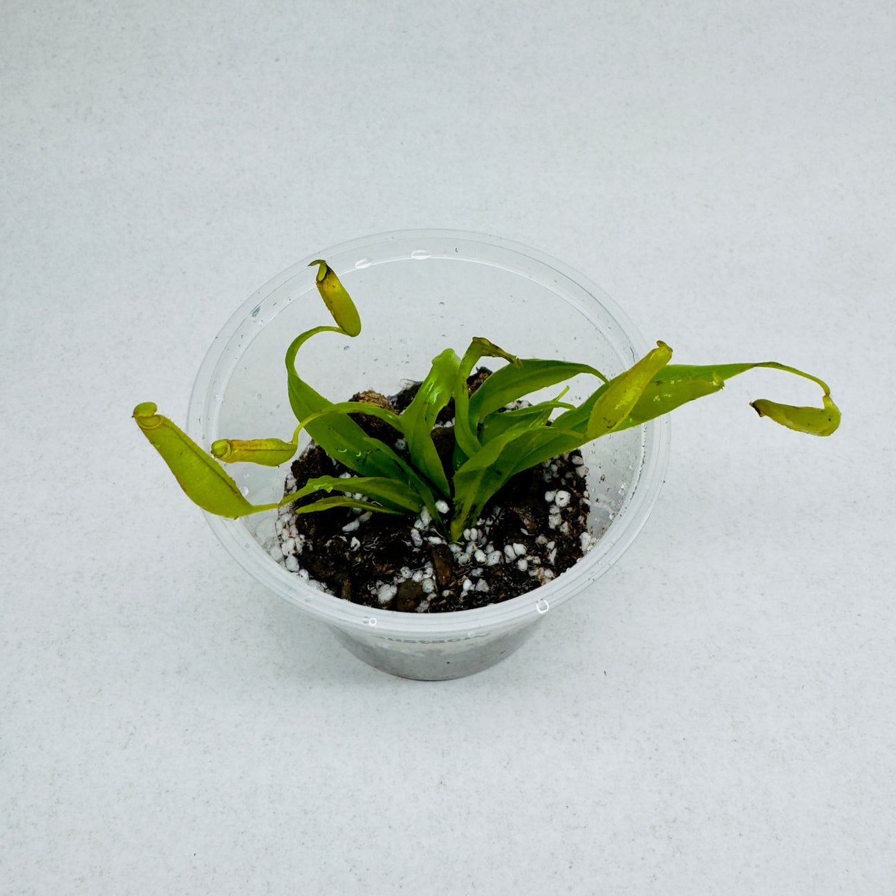Small potted plant in a clear plastic container on a light gray background
