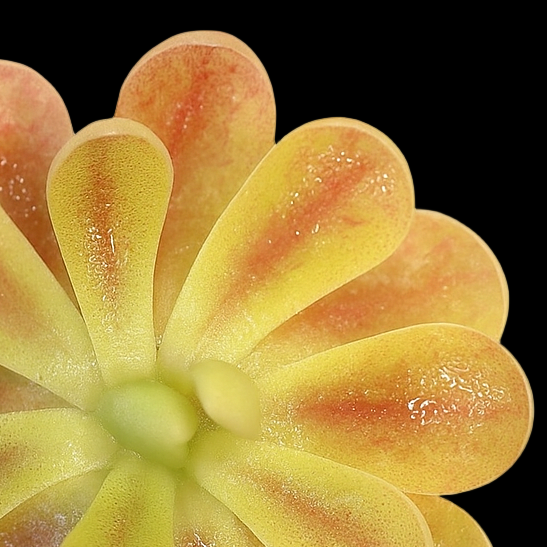 Floral-shaped candy with yellow and pink hues on a white background