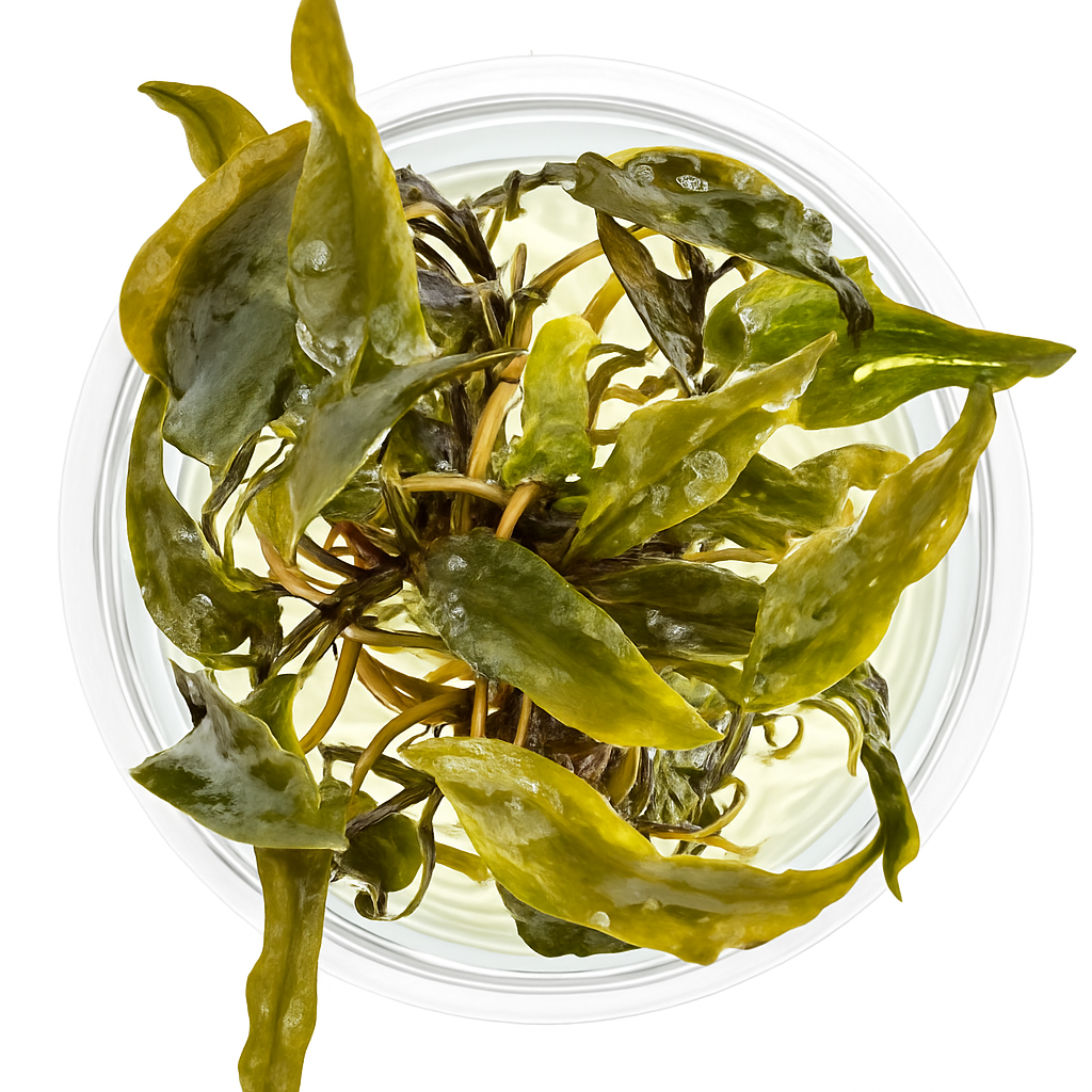 Cryptocoryne wendtii 'Mi Oya'