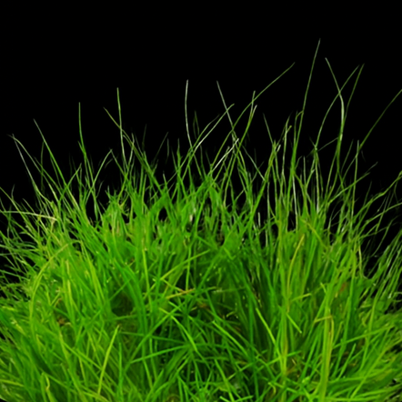 Tissue Culture Mini Hair Grass Australia Green grass patch on a black background