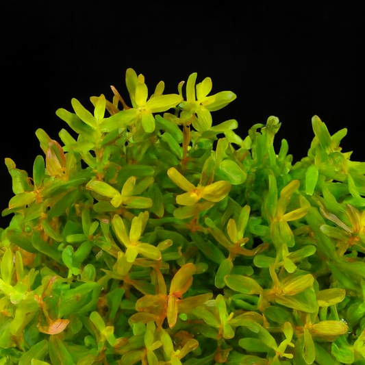 Rotala H Ra Australia Tissue Culture Green artificial bush on a black background