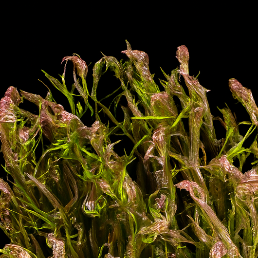 rotala wallachii tissue culture australia  sample on a black background