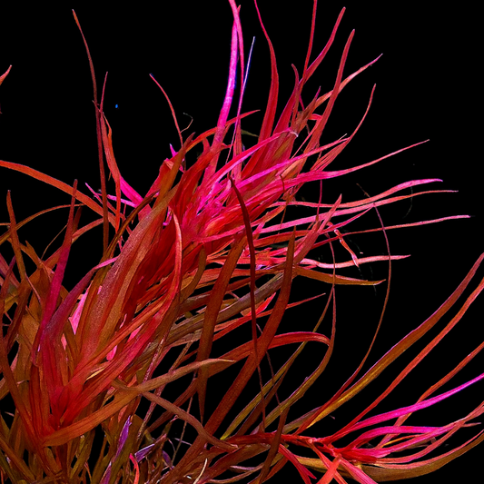 Ludwigia arcuata tissue culture australia Red and orange plant-like structure against a black background