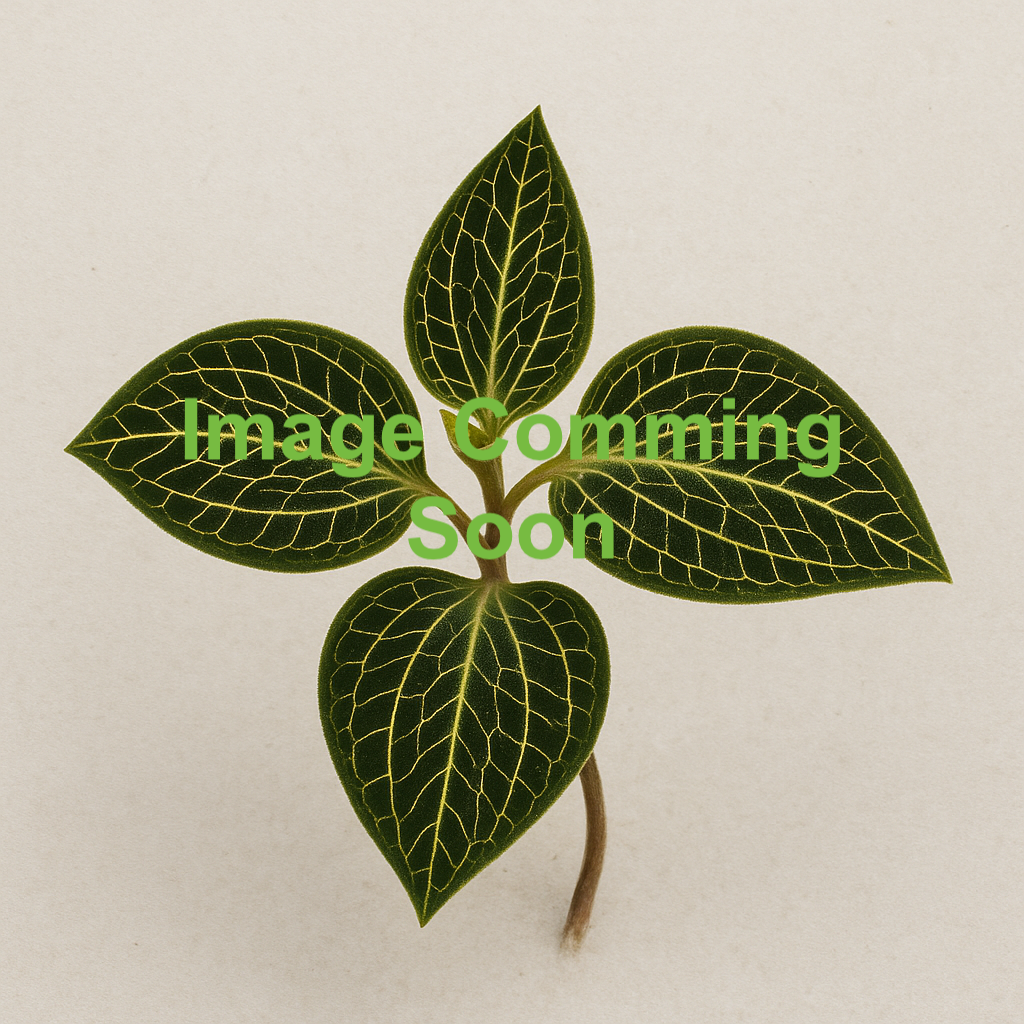 Macodes petola (Ludisia Jewel Orchid)