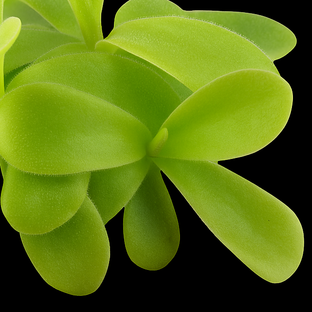 Close-up of a green succulent plant on a black background