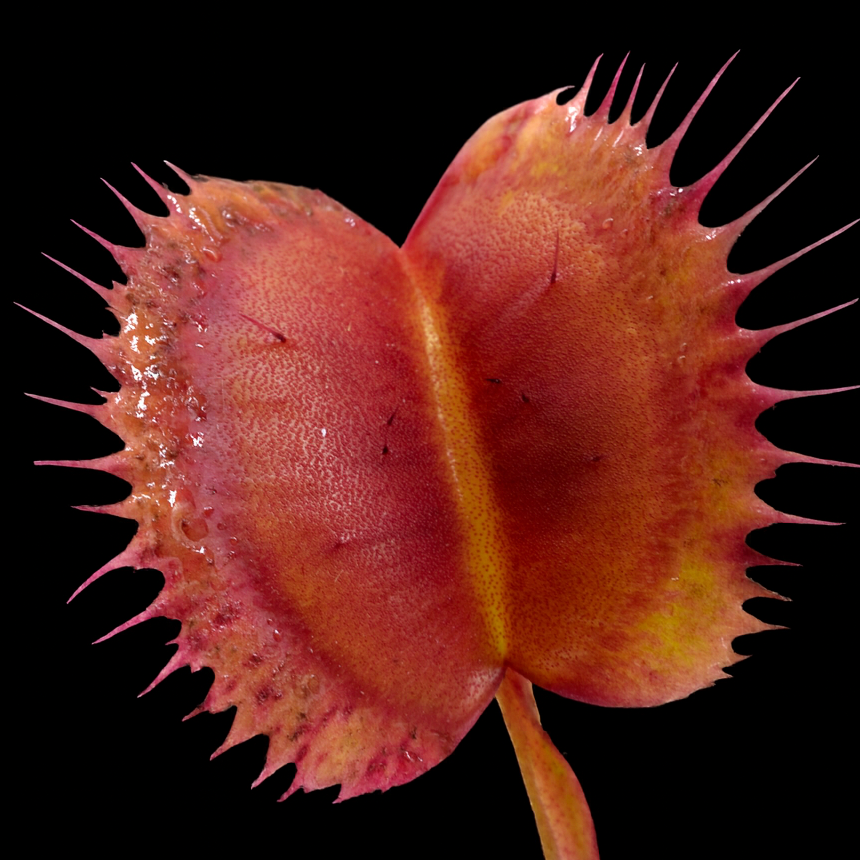 Close-up of a sonic Venus flytrap on a black background