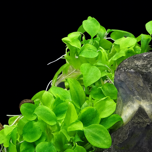 Schismatoglottis prietoi Tissue Culture Australia Green aquatic plants with a dark rock and branch on a black background