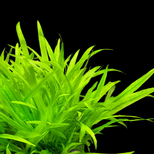 1. Helanthium quadricostatus echindorus tissue culture australia Bright green aquatic plant on a black background