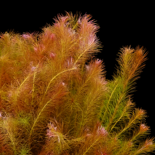 Rotala Walliachii Australia Tissue Culture Colorful coral-like plant on a black background