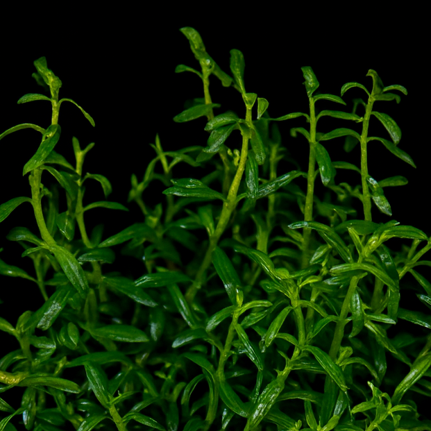 Green plant on a black background