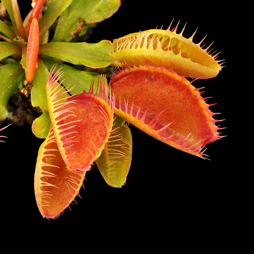 Fiamma Venus Fly Trap Dionaea