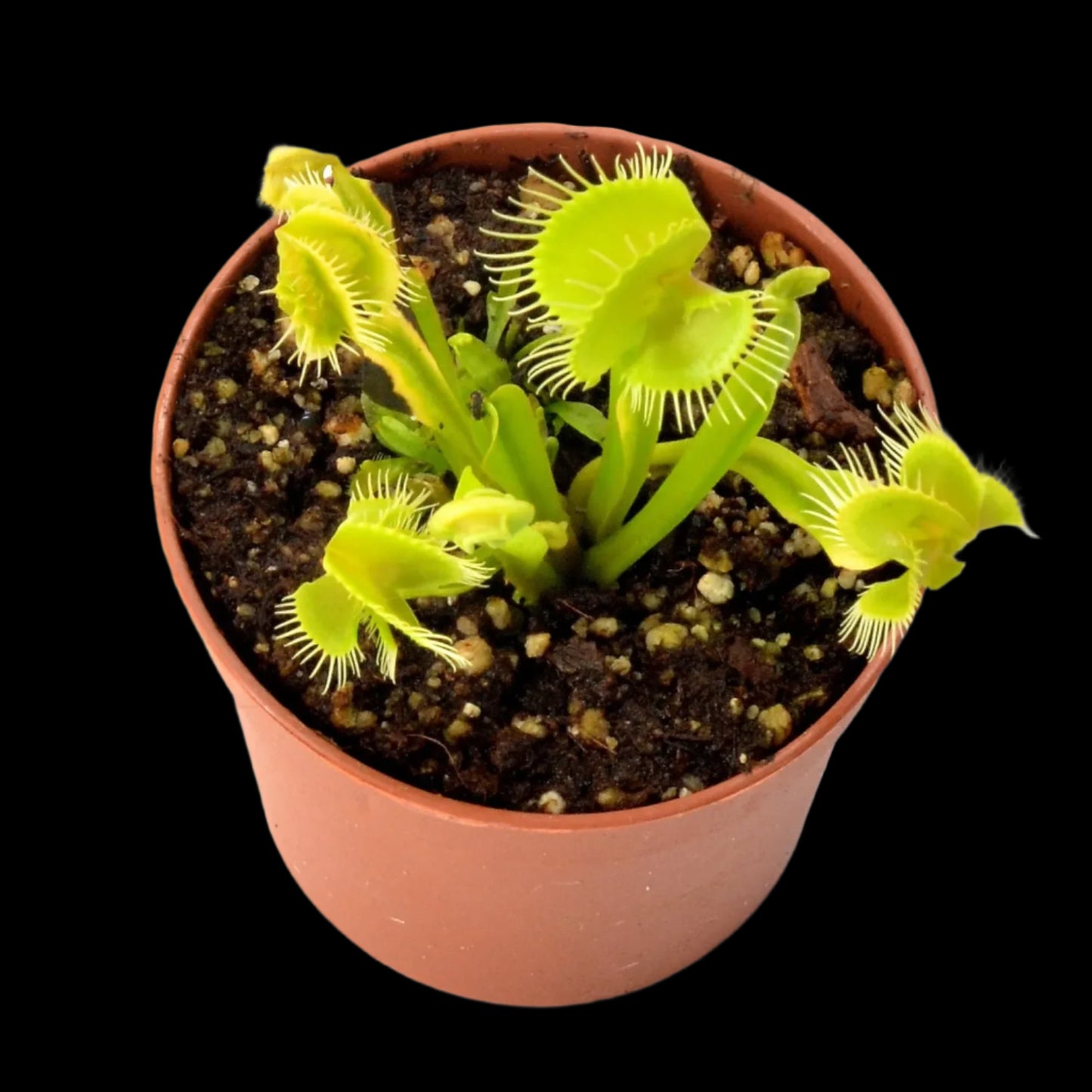 Dionaea muscipula 'Asmodeus'
