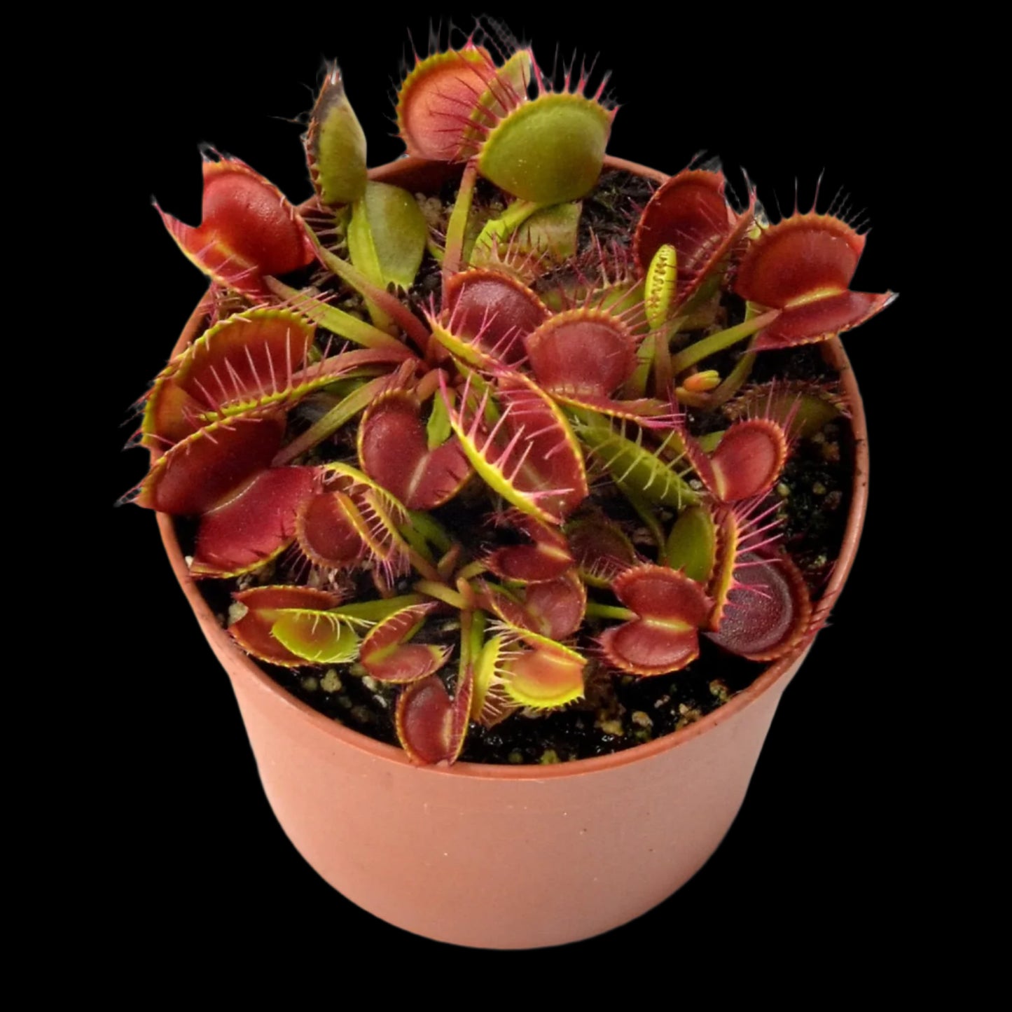 Dionaea muscipula 'Cross Teeth'