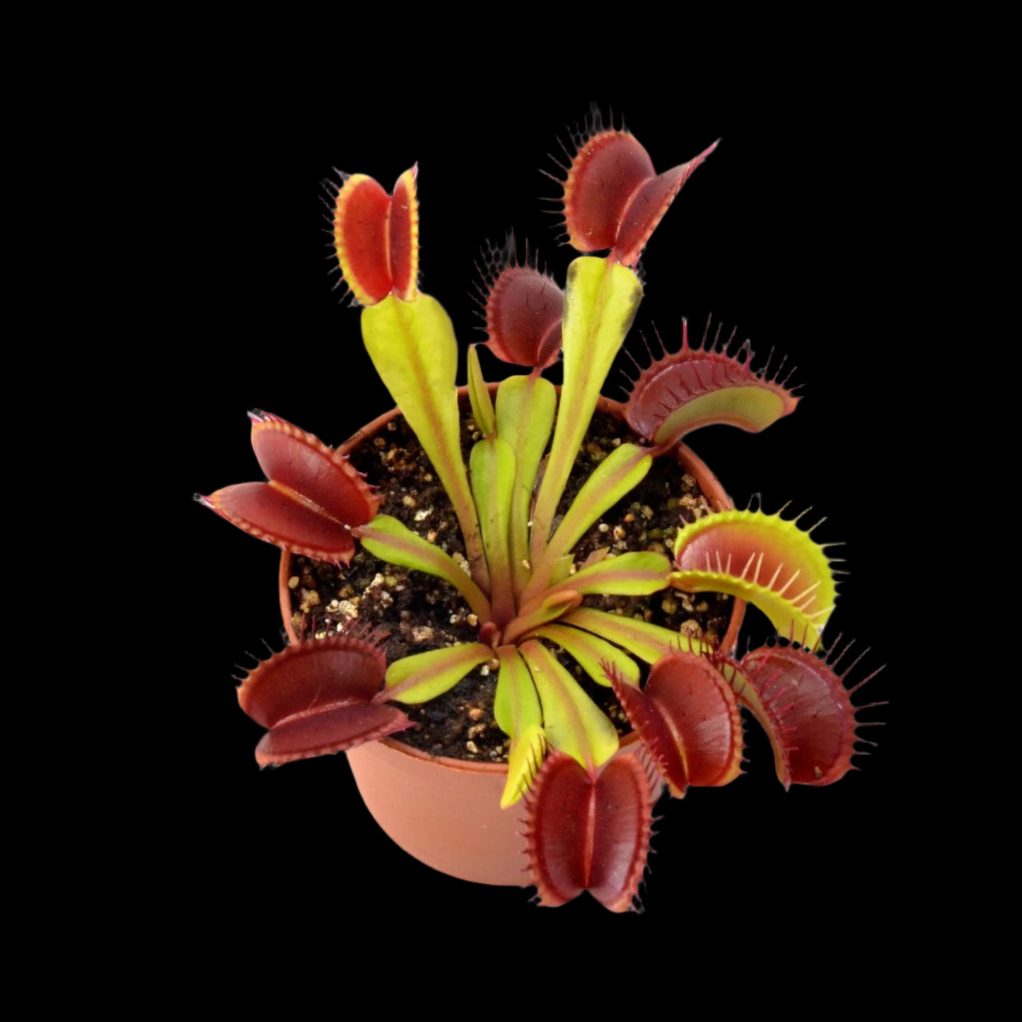 Dionaea muscipula 'Diablo'