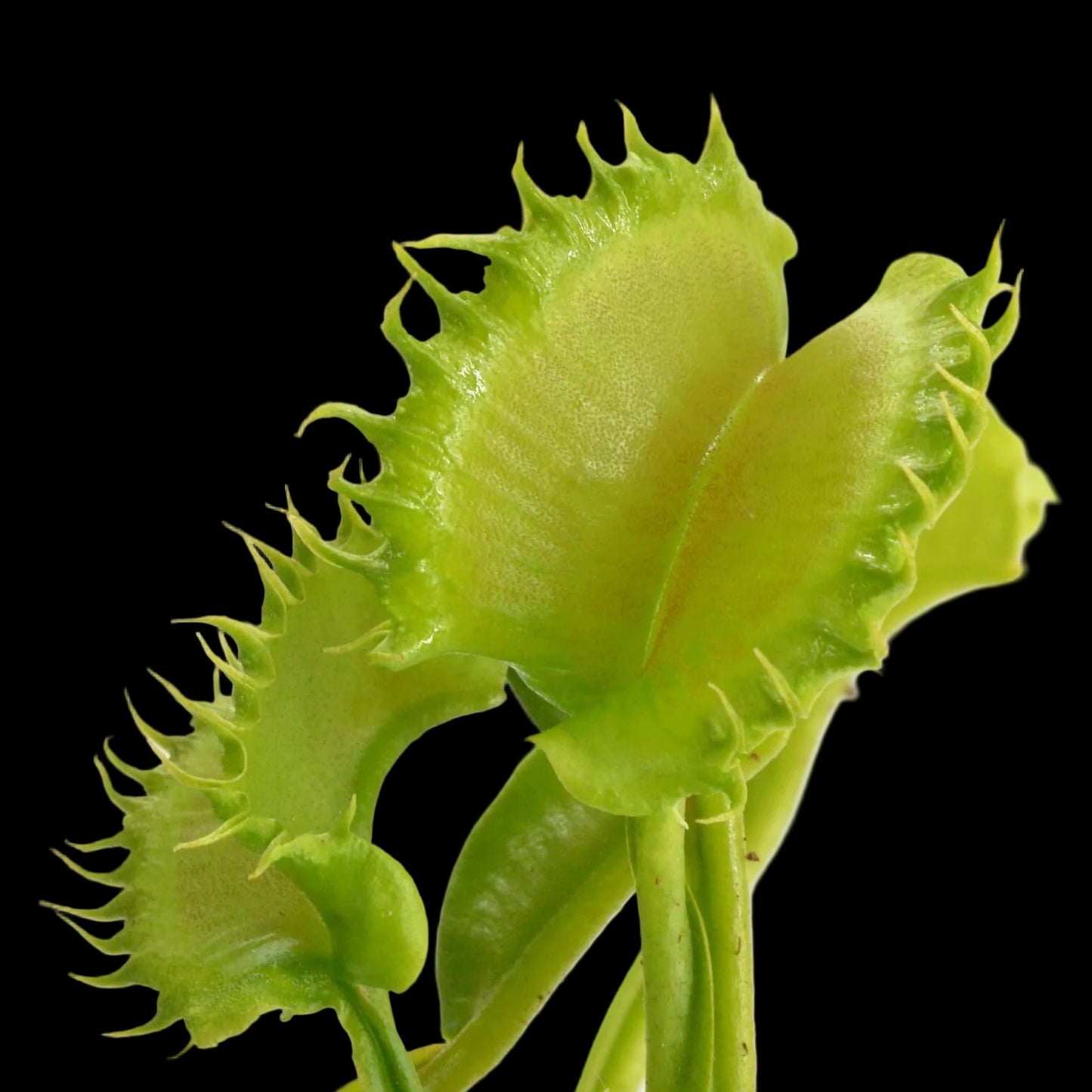 shir khan Close-up of a venus flytrap with a black background