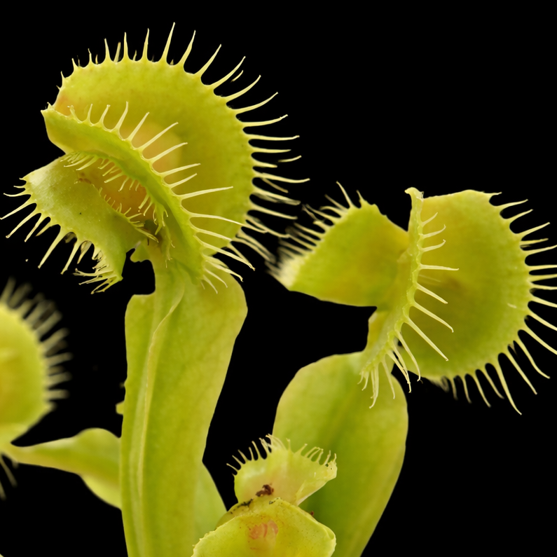 Close-up of a Venus flytrap with its trap open on a black background