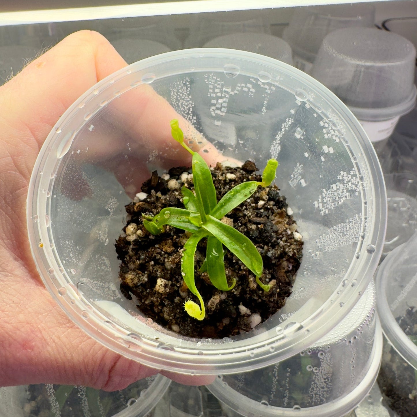 Nepenthes aristolochioides x spectabilis