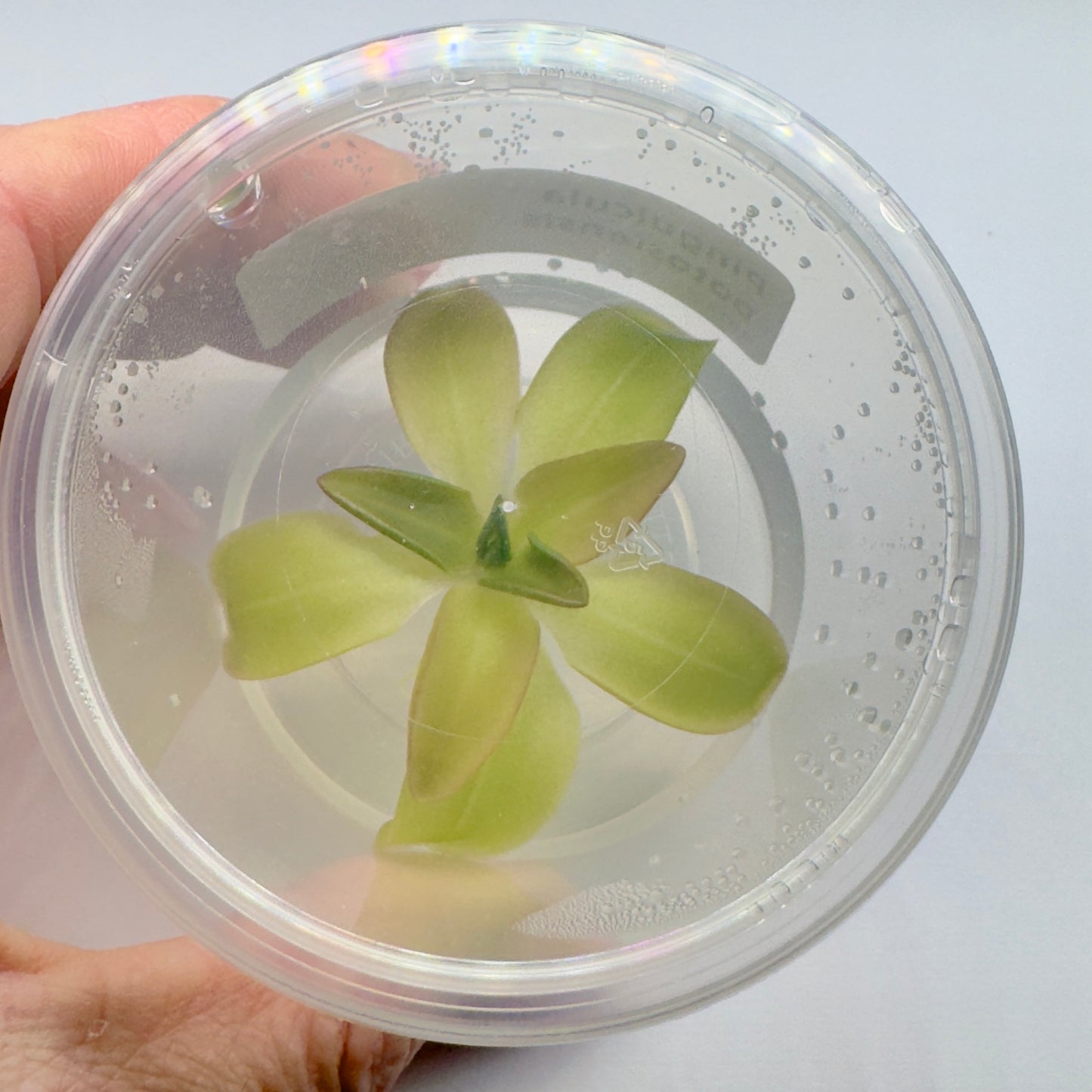 Pinguicula potosiensis