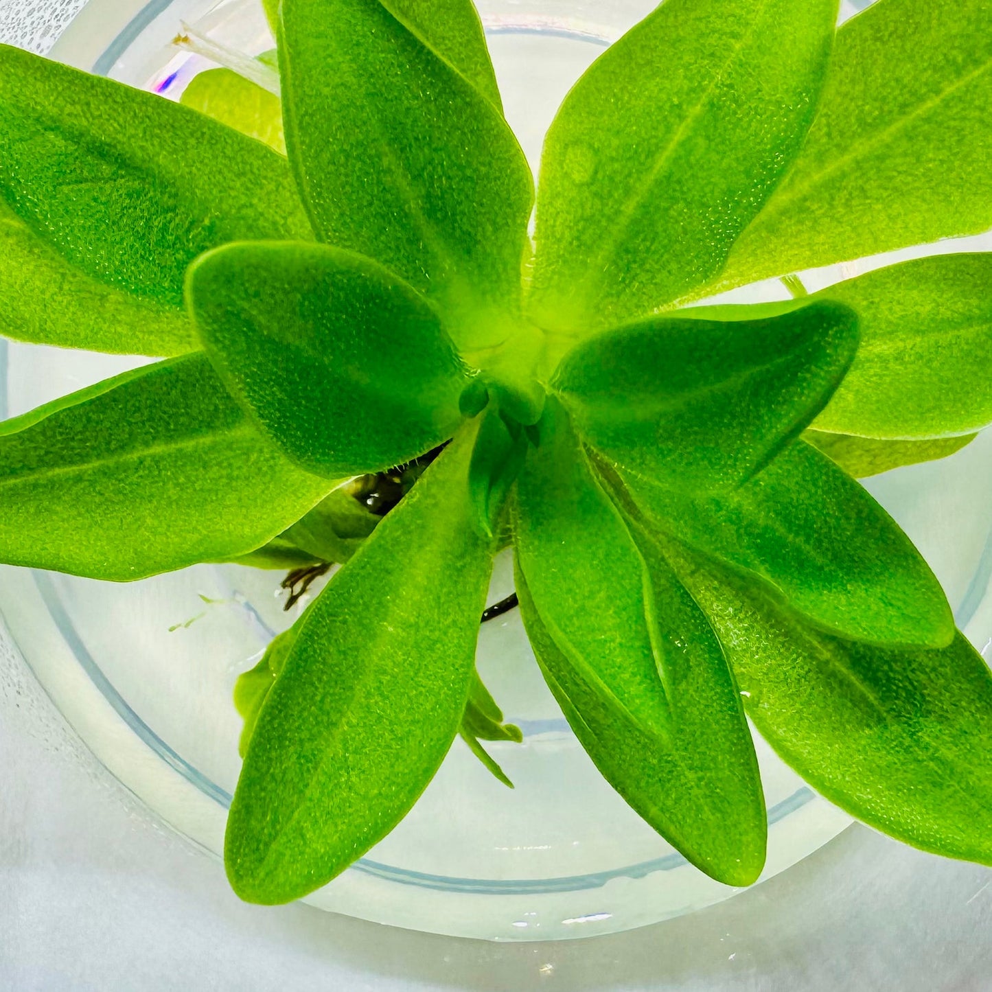 Pinguicula potosiensis