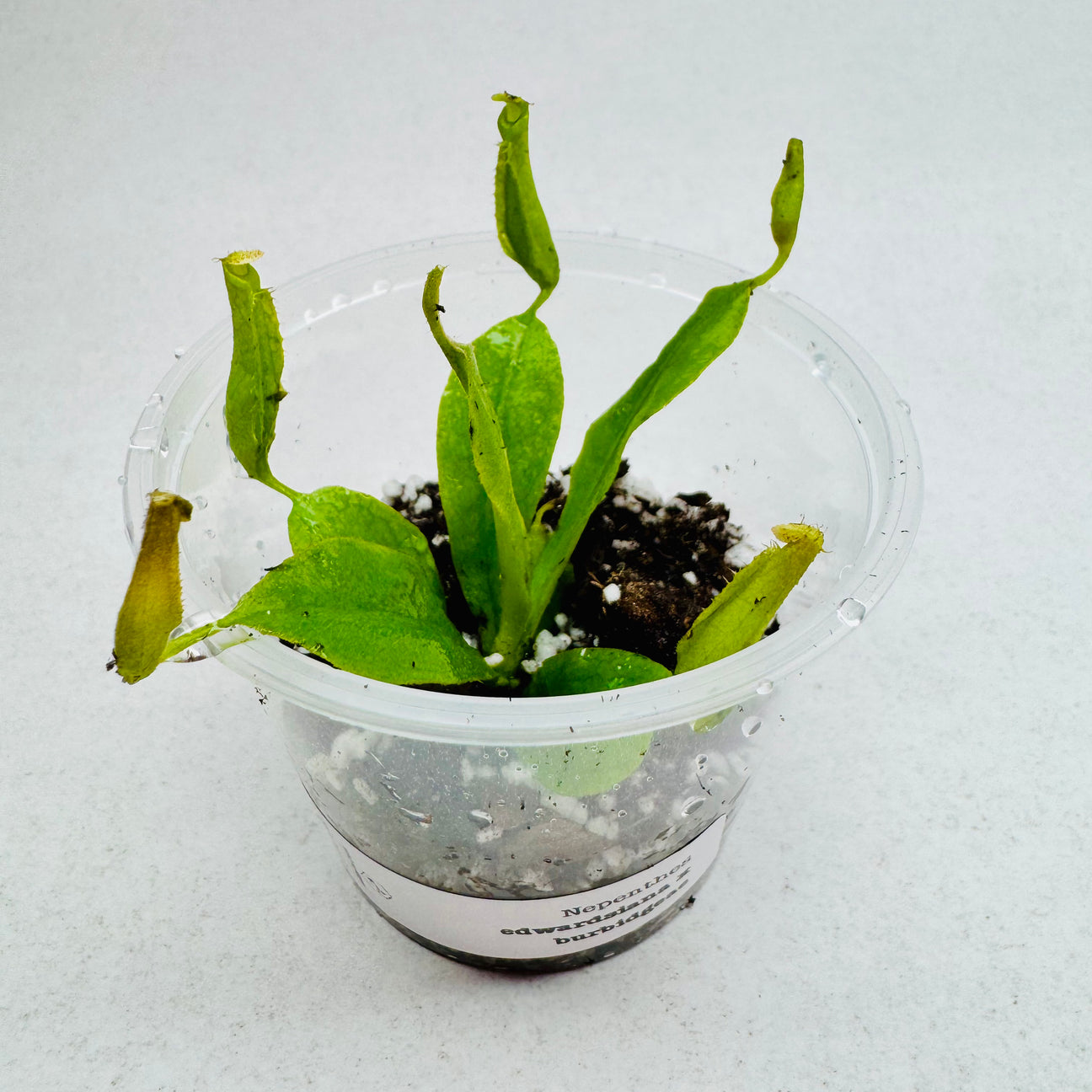 Nepenthes burbidgeae × edwardsiana