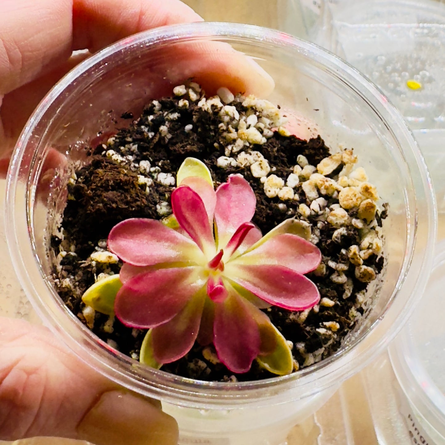 Pinguicula laueana 'Crimson Flower'