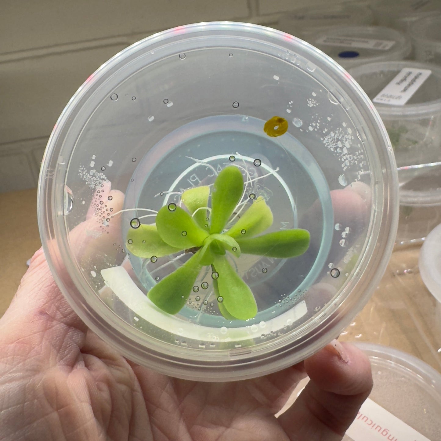 Agnata Pinguicula Small green plant in a clear plastic container held by a hand.