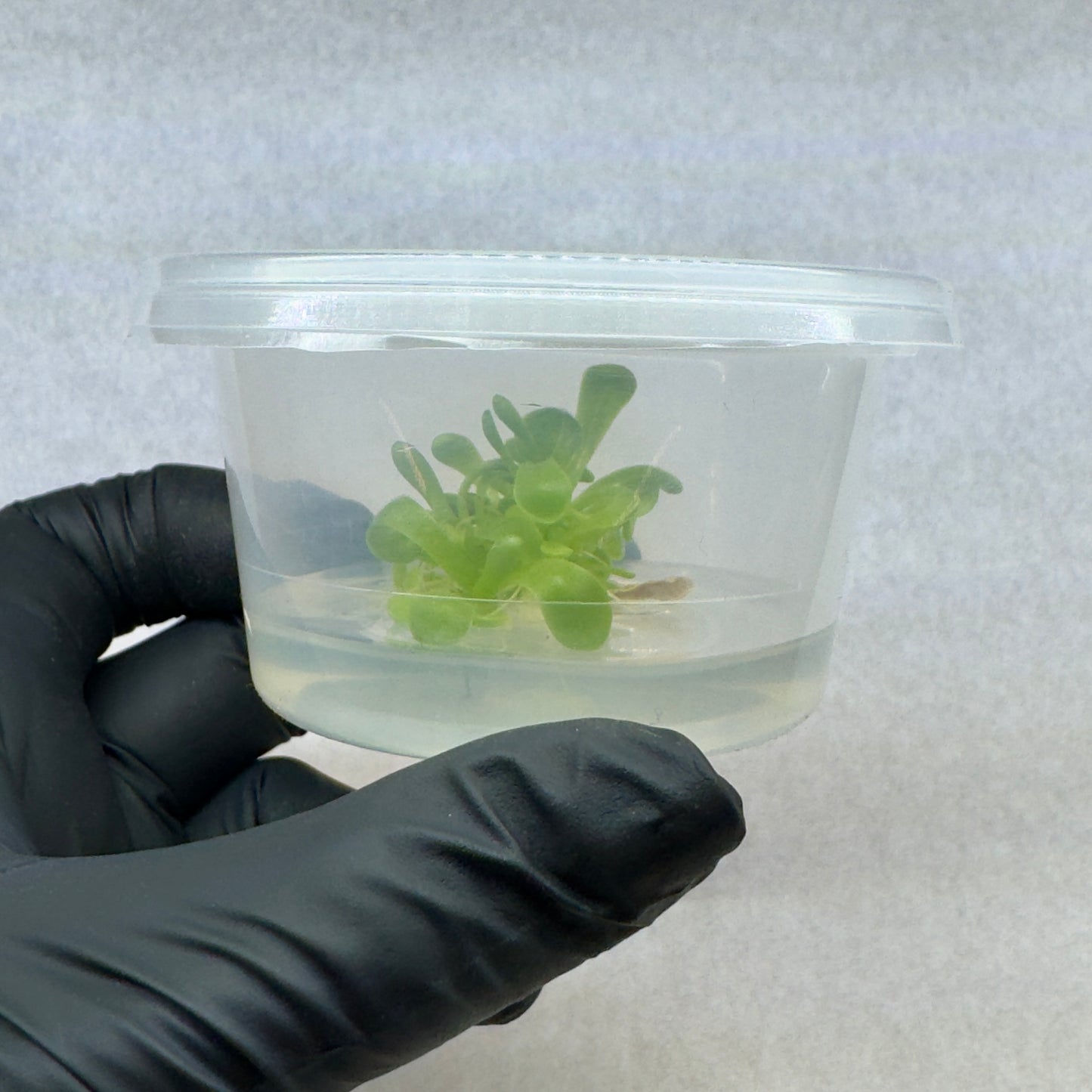 Pinguicula laxifolia