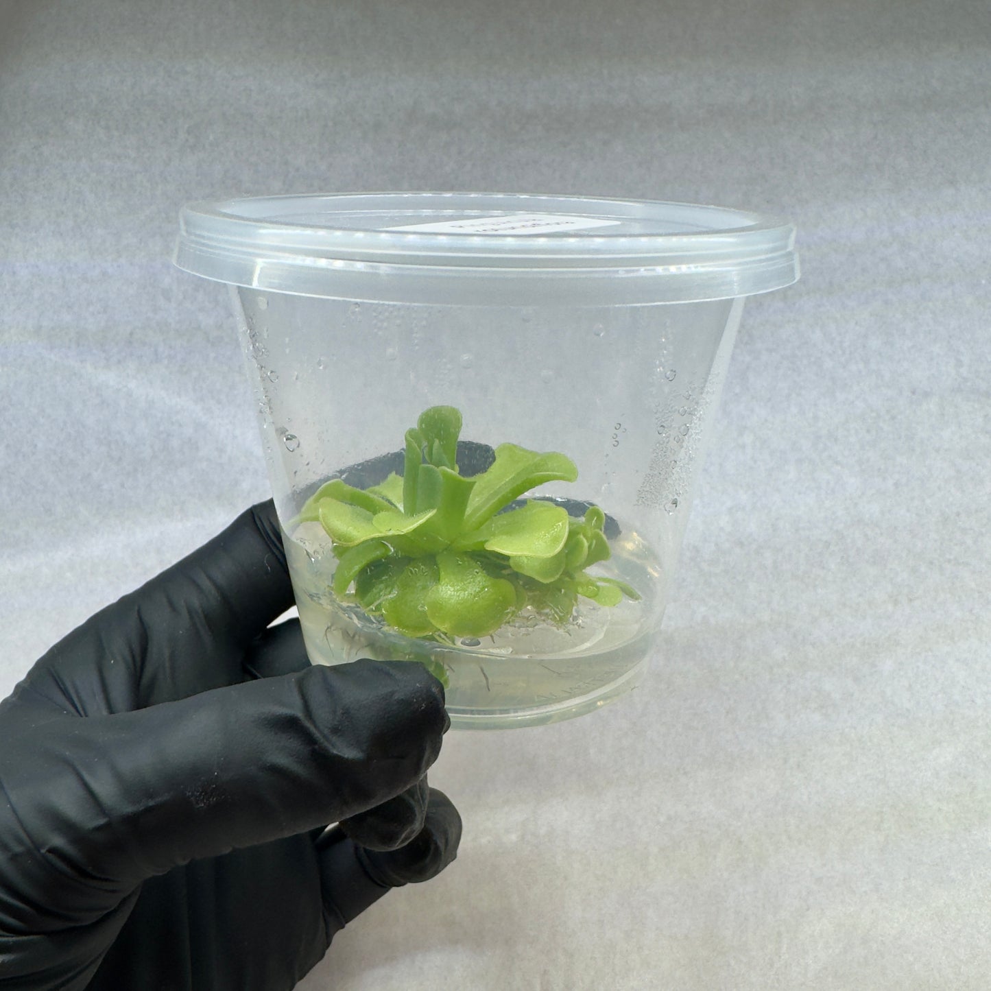 Pinguicula rotundiflora