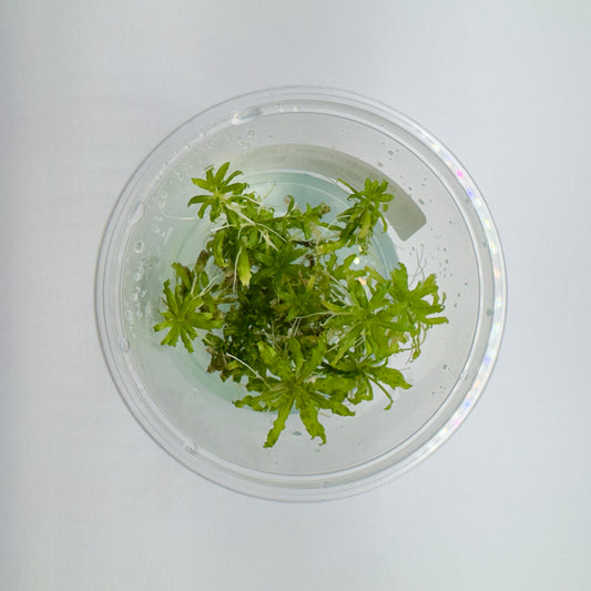 Pogostemon helferi