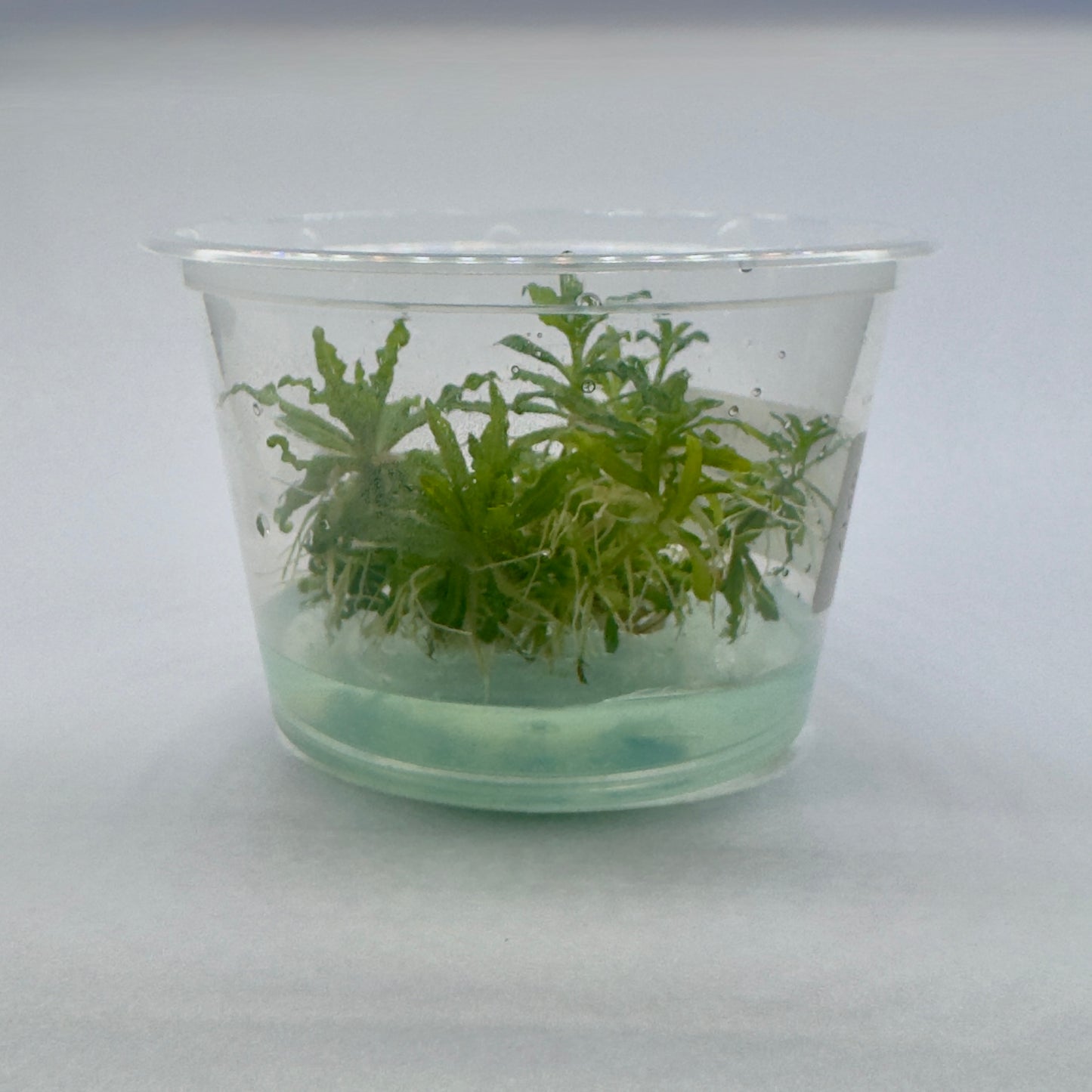 Pogostemon helferi