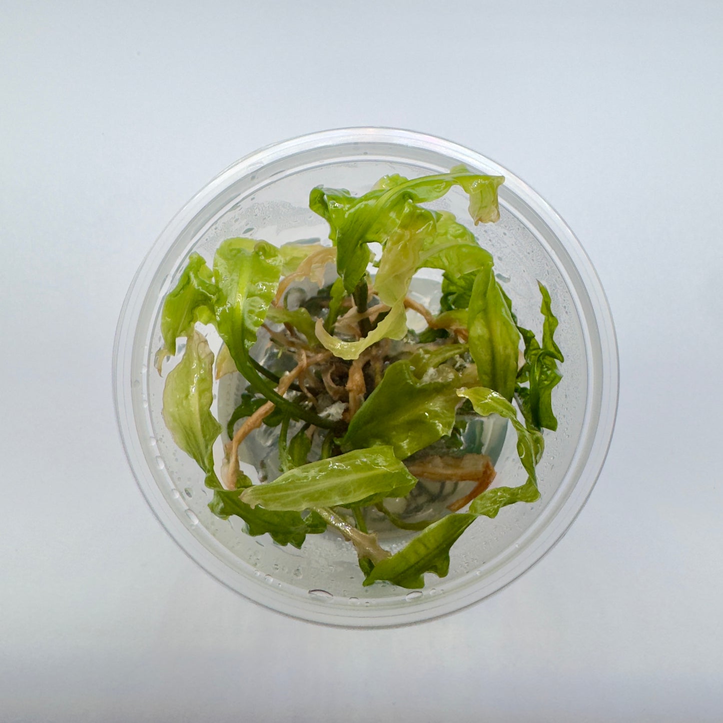 Cryptocoryne crispatula 'Balansae'