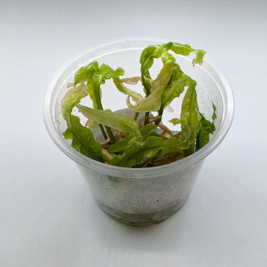 Cryptocoryne crispatula 'Balansae'