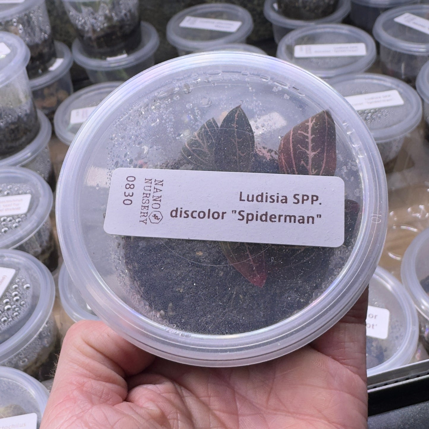 Container with a butterfly labeled 'Ludisia Spp. discolor Spiderman' held by a hand.