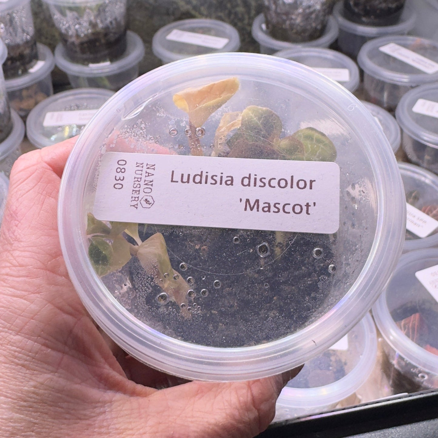 Hand holding a container labeled 'Ludisia discolor Mascot' with a background of similar containers.