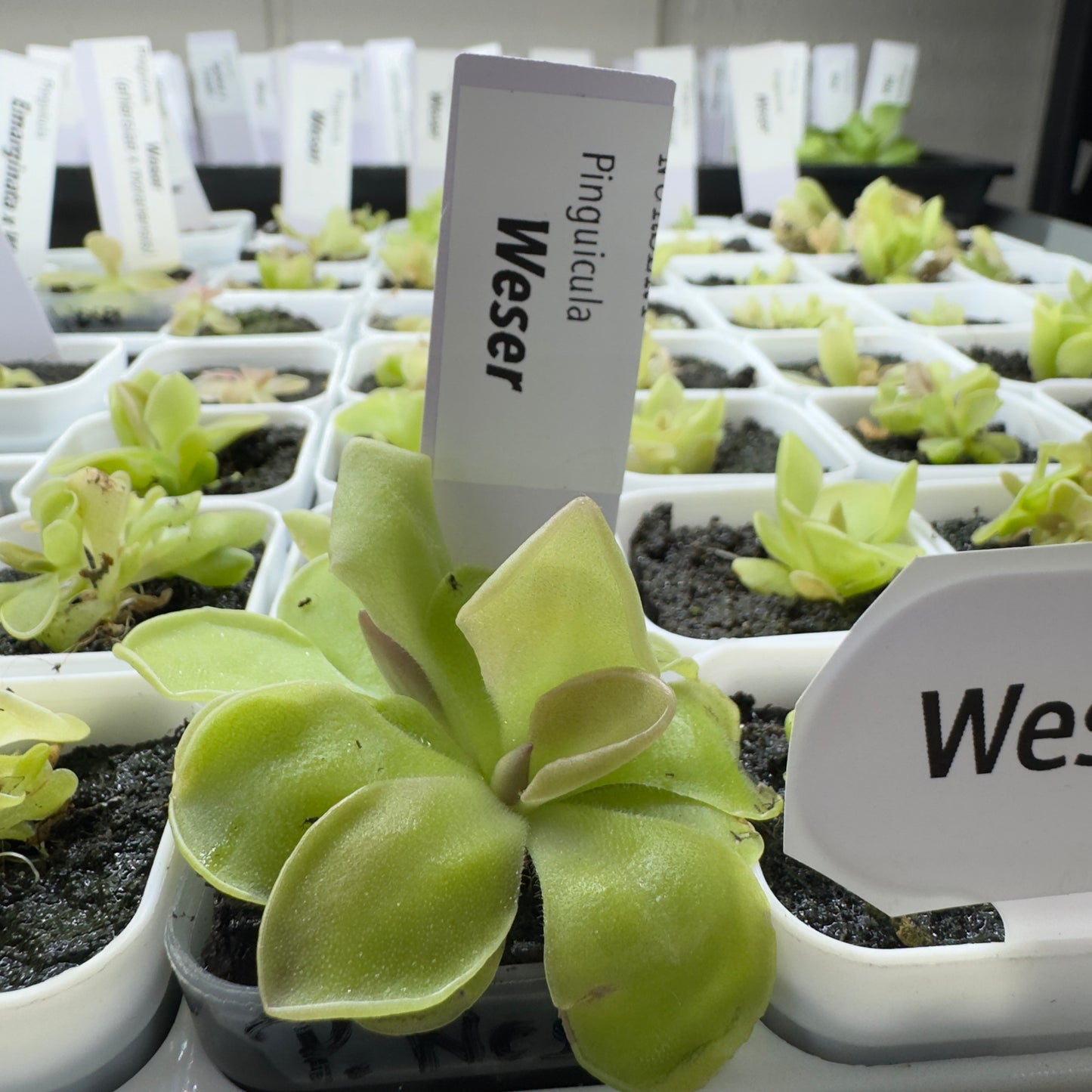 Pinguicula Weser (ehlersiae x moranensis)