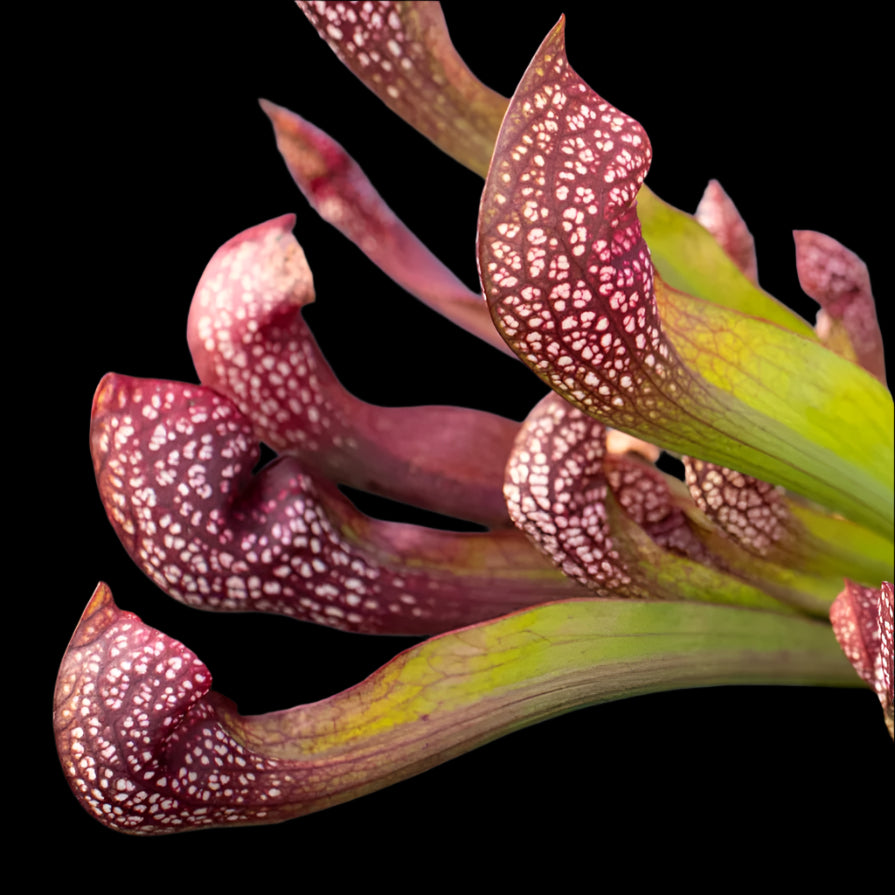 Sarracenia x 'Scarlet Belle (Trumpet Pitcher Plant)