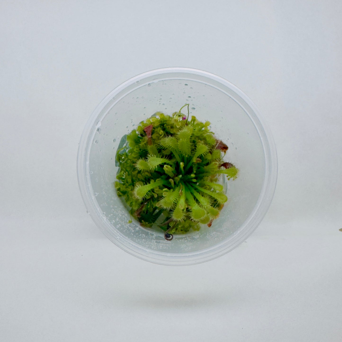 Drosera oblanceolata