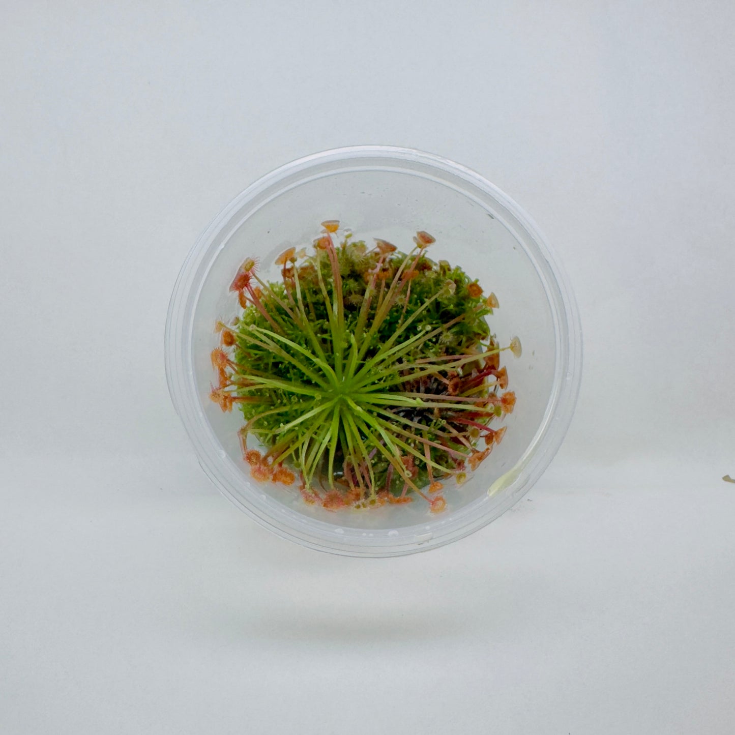 Drosera Paradoxa