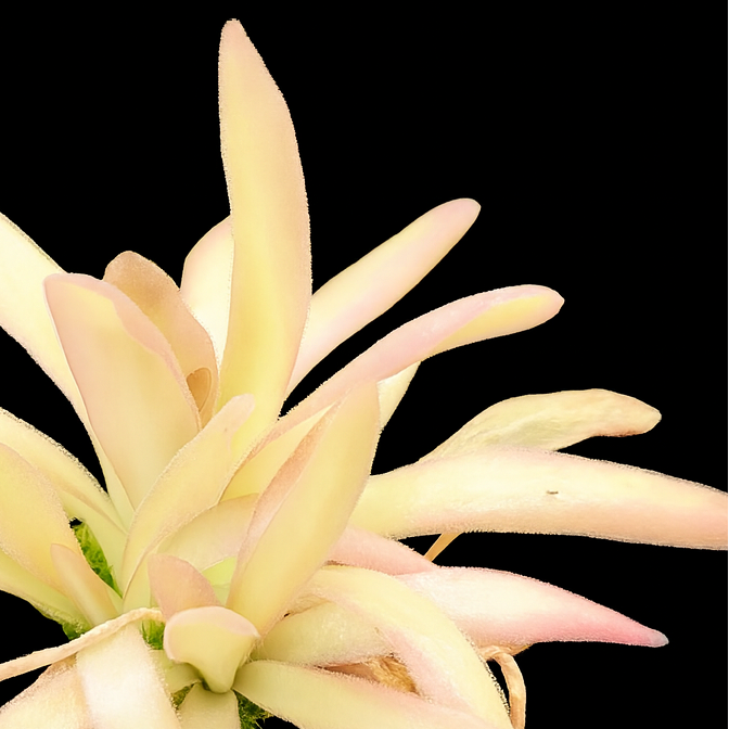 Light pink flower on a black background