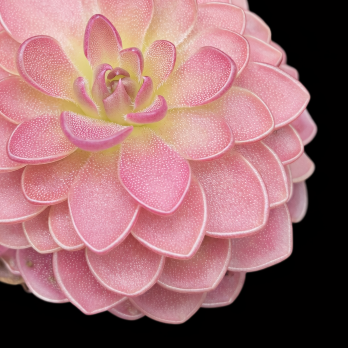 Pink flower on a black background Pinguicula moranensis rosea