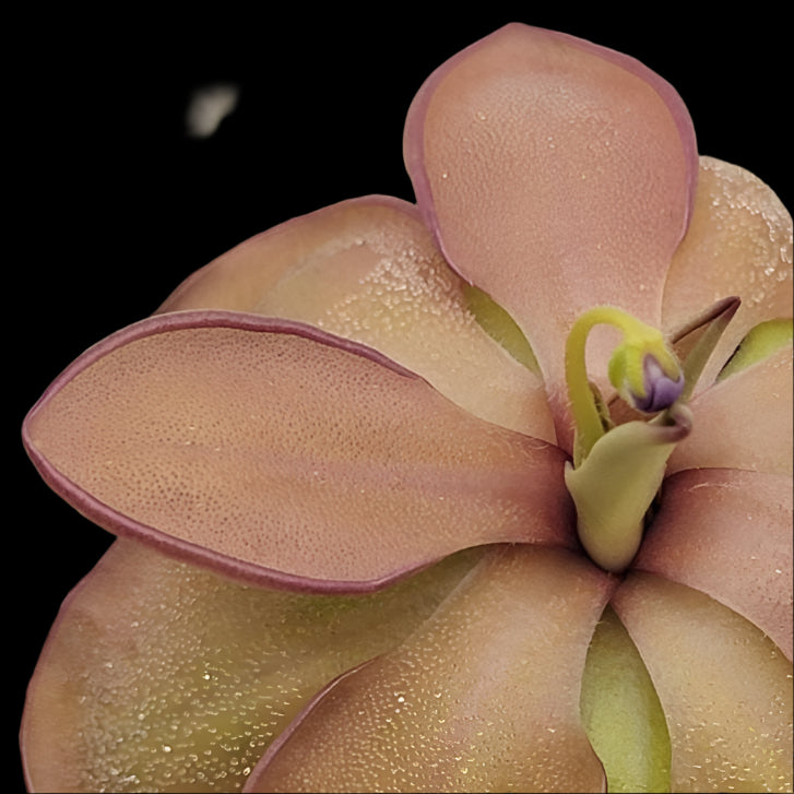 Pinguicula emarginata × hemiepiphytica