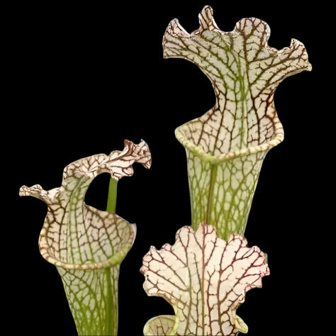 Sarracenia leucophylla white (Trumpet Pitcher Plant)