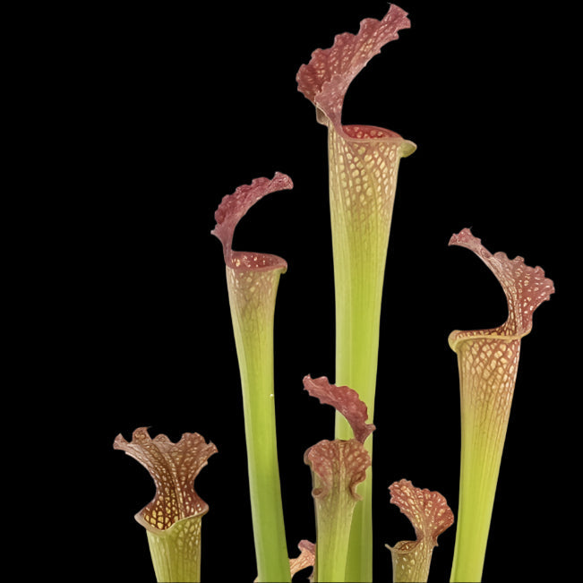 Sarracenia x farnhamii (Trumpet Pitcher Plant)
