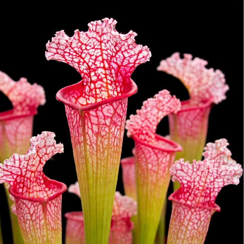 Close-up of pink and green pitcher plants against a black background